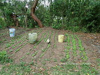 RG055 0245 Coriandrum sativum.JPG