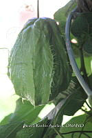 SG002 0143 Sechium edule.jpg