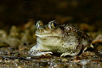 IMDOC1023 Spea multiplicata.jpg