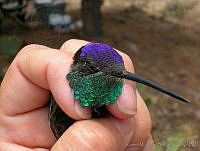 KMS0030 Eugenes fulgens.jpg