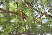 XVP0030 Pheucticus chrysopeplus.jpg