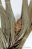 MASM06781 Pinus oocarpa.jpg