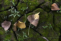 ODMC01 Magnoliophyta.jpg