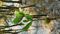 UM002 S0011 Avicennia germinans.jpg