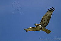 MASM00650 Buteo jamaicensis.jpg