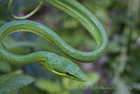 MASM02841 Oxybelis fulgidus.jpg