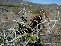 FCG001 Taeniopoda eques.jpg