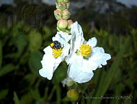JVB0140 Sagittaria lancifolia.jpg