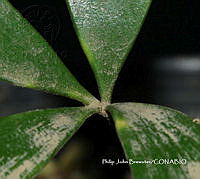 PJB ME014 236 Zamia paucijuga.JPG