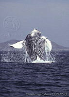 ELC0006 Megaptera novaeangliae.jpg