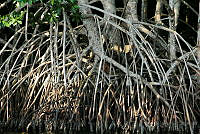 FBA0520 Rhizophora mangle.jpg