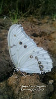 SADR0007 Morpho polyohemus.JPG