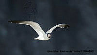 AAKVDH 0274 Leucophaeus atricilla.JPG