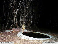 MAGB 0114 Canis latrans.JPG