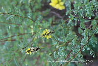 JJBC0170 Dalea lutea.JPG