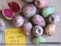 MGE0232 Opuntia robusta.JPG