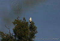 CEOV0061 Elanus leucurus.jpg