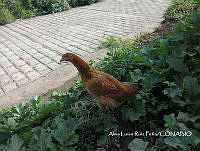 ZG008 0030 Gallus gallus domesticus.jpg