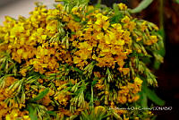 IMDOC Hong 0168 Tagetes lucida.jpg