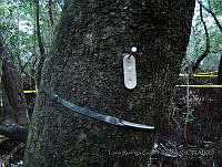 LRGA019 Avicennia germinans.jpg