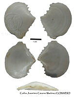 KT014 0376 Tellidora burneti.JPG