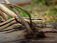 NLL0043 Conophis vittatus.jpg
