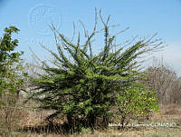 MRG-2018-837 Crescentia alata (MEGA-6mar18-a).JPG