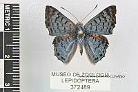 JF018 0612 Lasaia sula sula.jpg