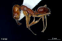 ME006 Hormi 0061 Odontomachus laticeps.jpg