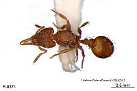 ME006 Hormi 0329 Strumigenys eggersi.jpg