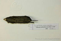 FXGC0024 Cryptotis mexicana.jpg