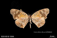 ME006 Entomo SCLC 0186 Anthanassa ptolyca amator.jpg