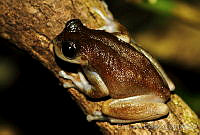 EGP0081 Plectrohyla sp..jpg