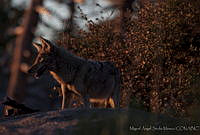 MASM00782 Canis latrans.jpg