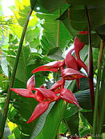 CGL1151 Heliconia sp..jpg