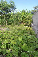 SG019 0297 Guaje, calabaza y plátano en la milpa.jpg