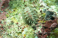 NE018 0804 Acanthochitona hemphilli.jpg