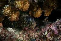 IDG0065 Muraena lentiginosa.jpg