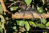 CNS1324 Ctenosaura oaxacana.jpg