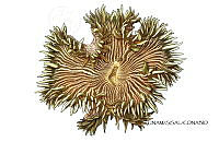NE018 1212 Phymanthus crucifer_morfo2.jpg