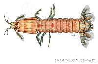 UNAM_FC-SISAL-0102 Neogonodactylus curacaoensis.jpg