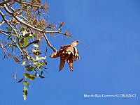 MRG-2018-1235 Swietenia humilis (MRG-4abr18-e).JPG