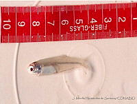 JMHS0001 Anchoa mitchilli.jpg