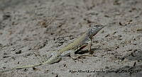 AAKVDH 0410 Callisaurus draconoides.JPG