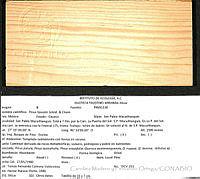 CMyFO 00006 Pinus teocote.JPG