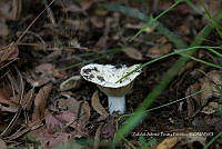 ZAPF 0764 Russula brevipes.jpg