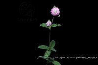 Atleq 0149 Gomphrena sp..jpg