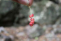 HNAA029 Morus celtidifolia.jpg