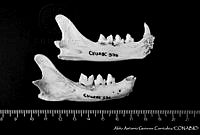 AAGC0071 Lynx rufus.jpg