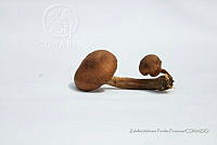 ZAPF 0669 Armillaria aff. mellea.jpg